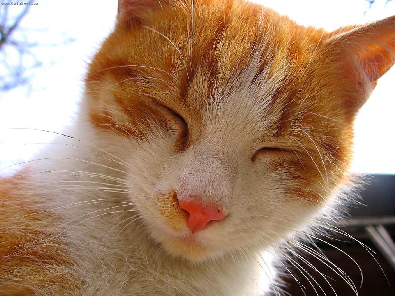 Foto: učiněný andílek!