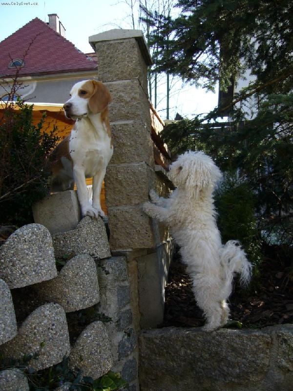 Foto: Staneme se kamarády ???-Bígl Barth a boloňáček Amík