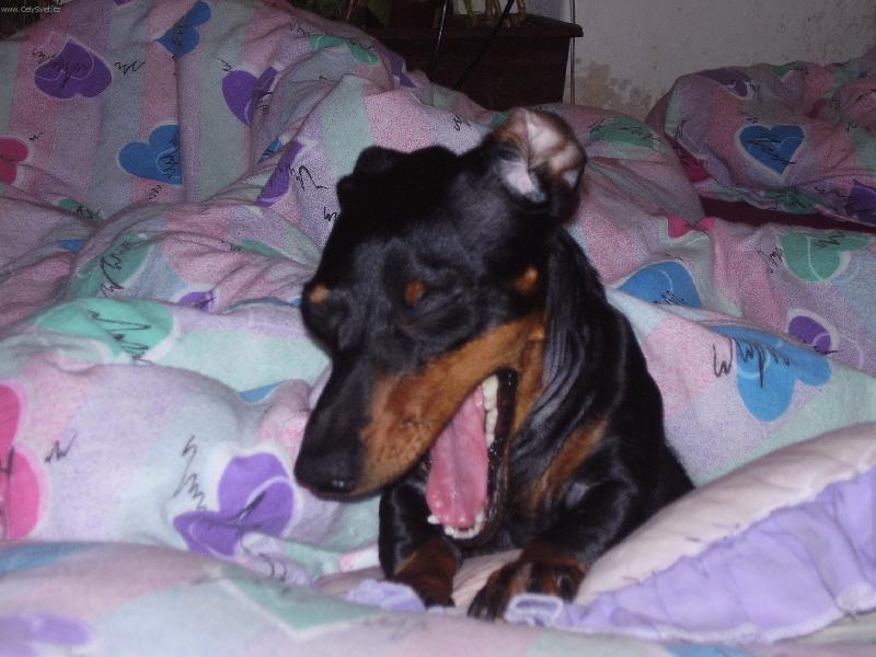 Foto: To uz je zase rano???!!!