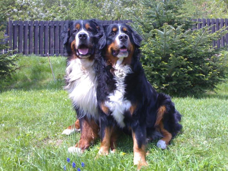 Foto: Dvouhlavá salaš-Máme dvě hlavy a je nám dobře