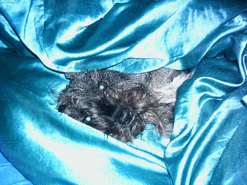 Foto: Nikinka-nerušte, odpočívám!