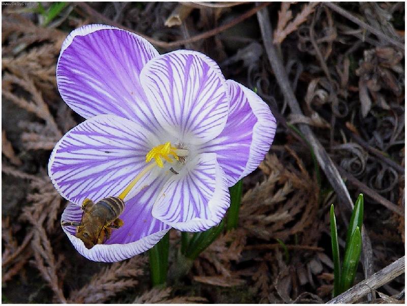 Foto: V úkrytu-Krokus a včelka