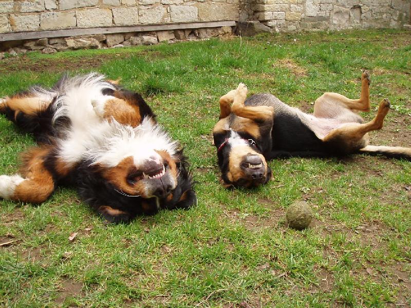 Foto: Amadeus a Sindy-Vesele jen vesele život musíš brát!!!