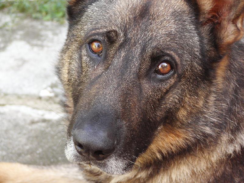 Foto: Psí oči