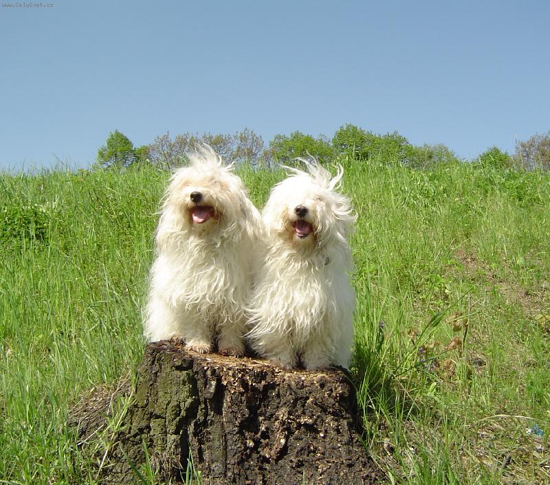 Foto: Matka s dcerou-na jarní procházce