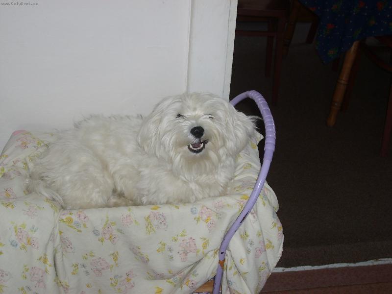 Foto: Héééč já mám kočárek