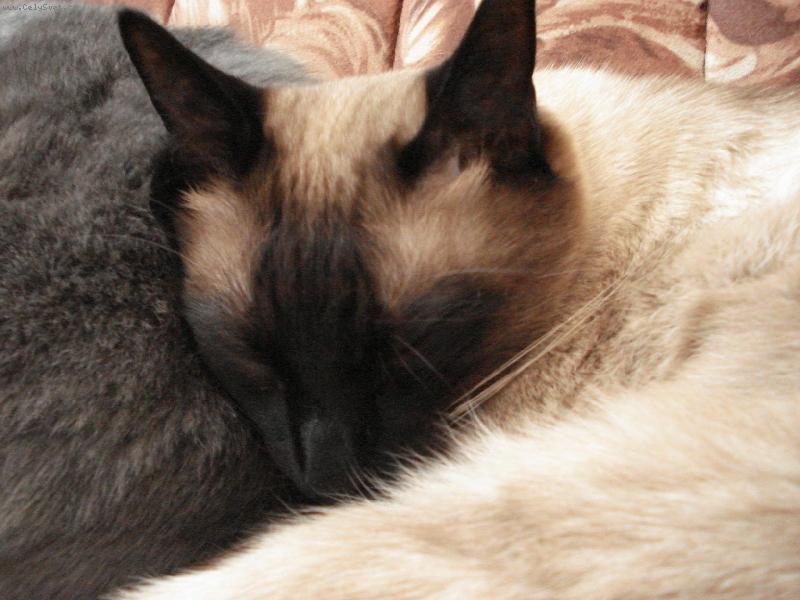 Foto: mikeškovi sladké sny