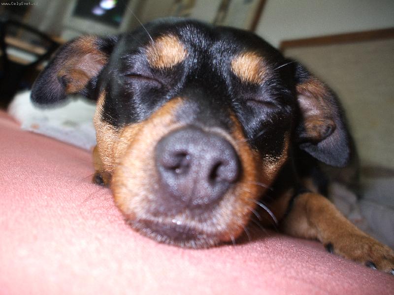 Foto: Relaxující Ben