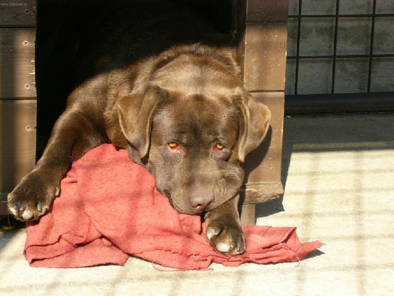 Foto: Yogík-neotravuj a radši mě nech ještě spát! :D