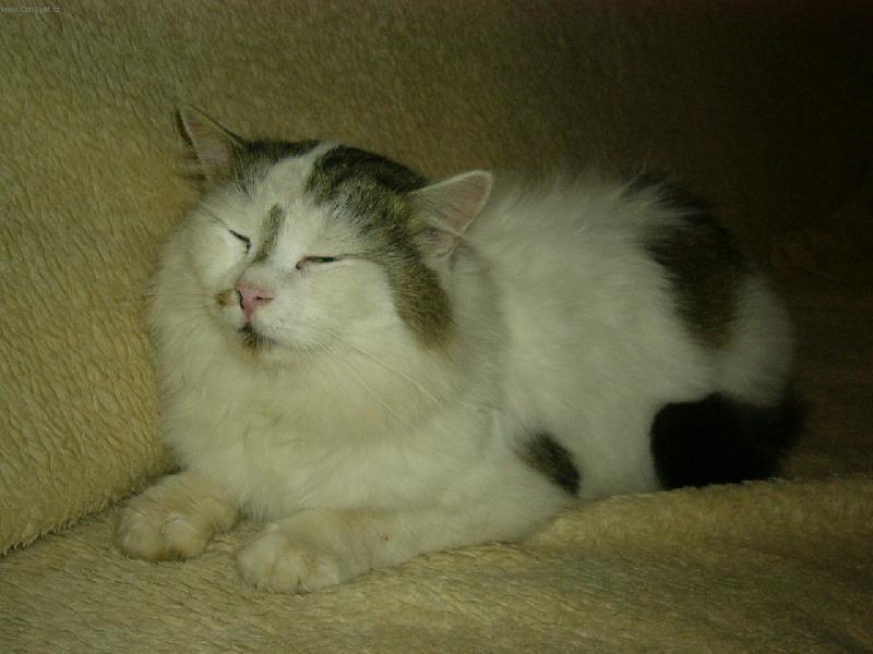 Foto: Maxík-Nekoukat... právě se pyšním svou krásnou srstí :D