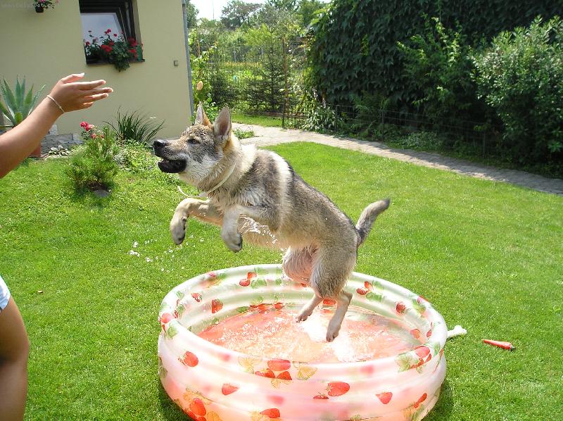 Foto: Cid Stín Vlka-jsem jako delfín....