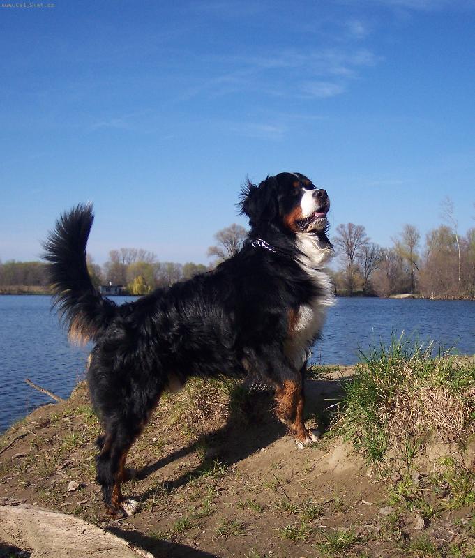 Foto: Bernie vyhlíží páníčka