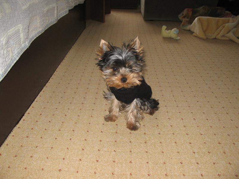 Foto: Tak jdem ven? Nebo ne?-Oblečený Rocky