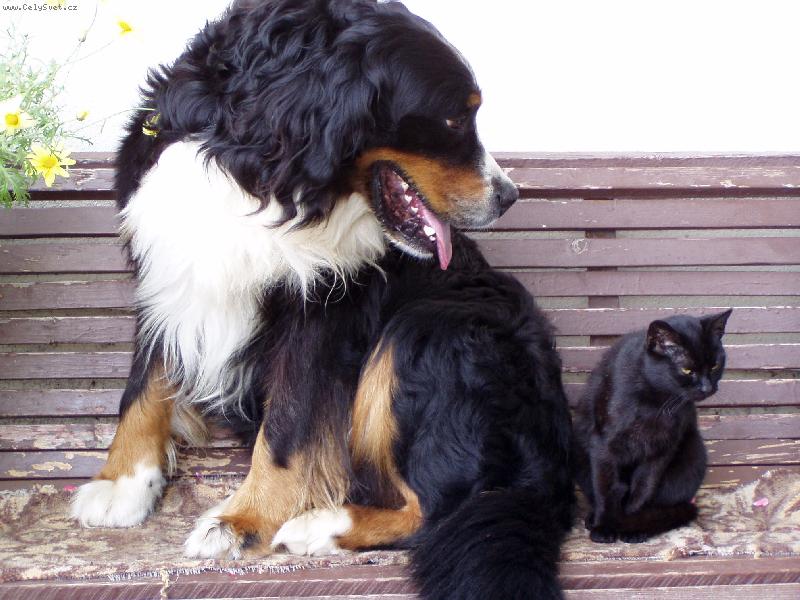 Foto: Dyk a Čertice-Dyk je s Čerticí nejlepší kámoš...spolu sdílejí lože i misku s jídlem...