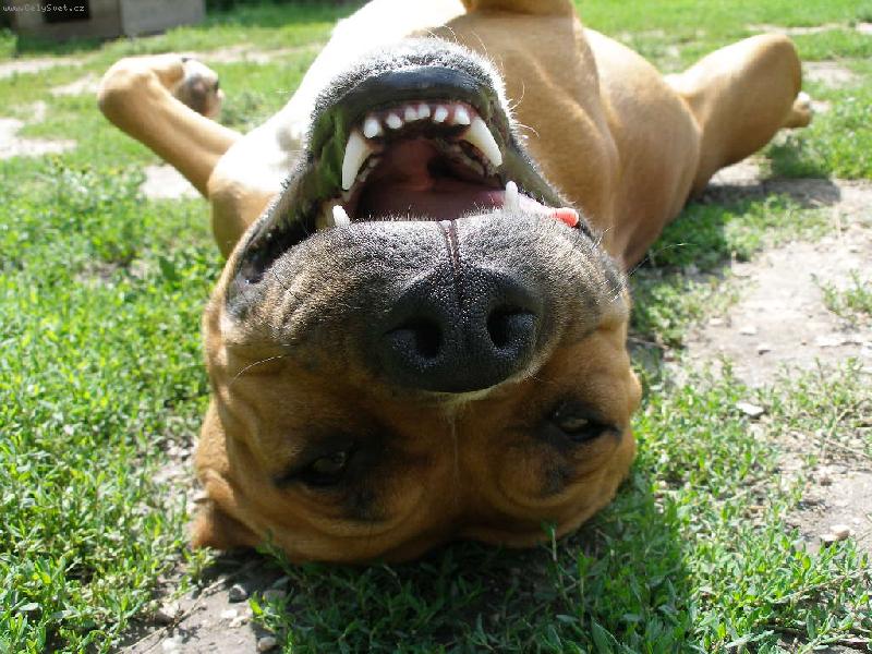 Foto: Kessynky úsměv