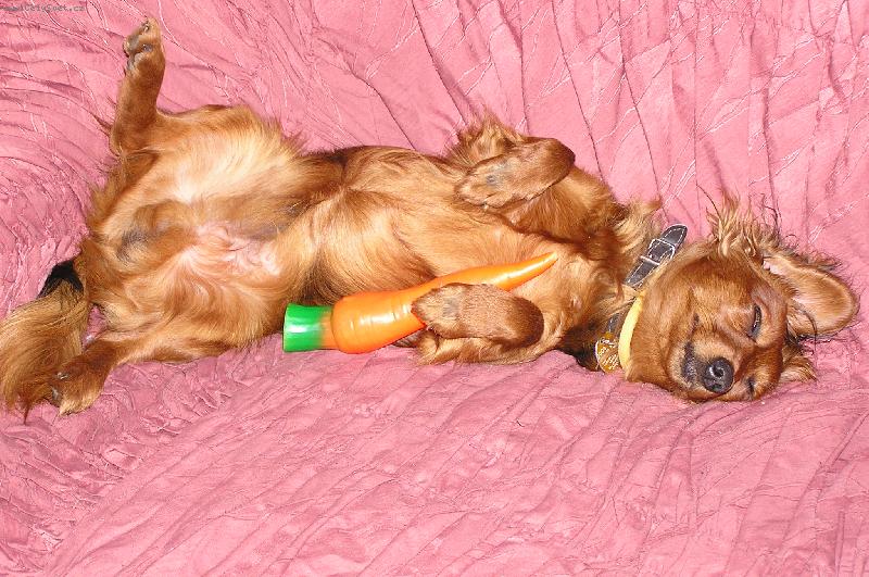 Foto: Svou mrkvičku já mám rád a proto s ní chodím spát...