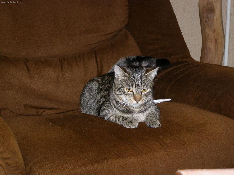 Foto: Odpočinek na křesle