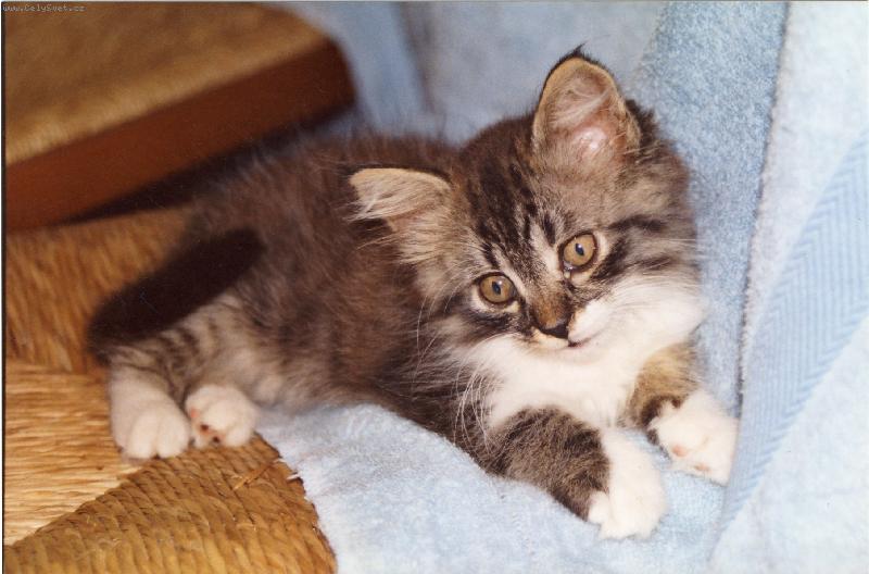 Foto: Rozárka pózuje