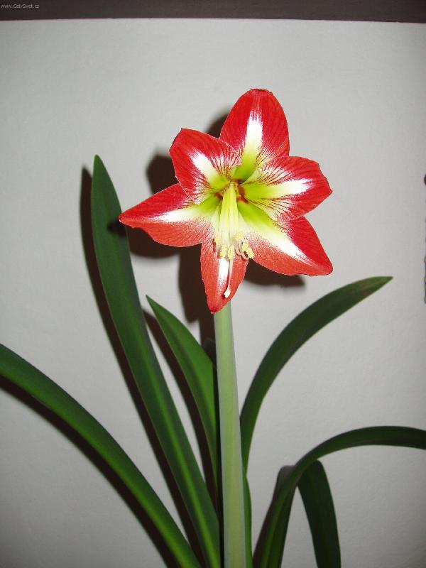 Foto: má nejkrásnější