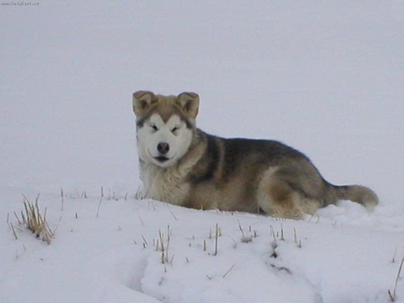 Foto: můj malý velký klaun-Akkinaka blbne