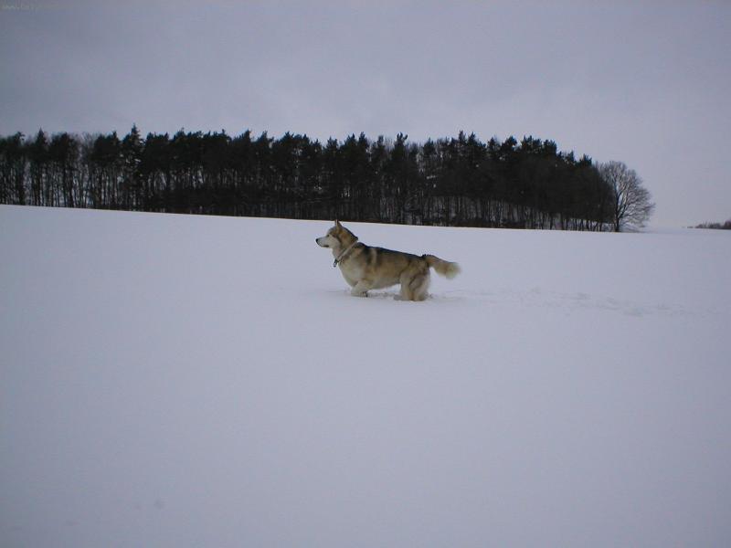 Foto: volání divočiny-příprava na lov?
