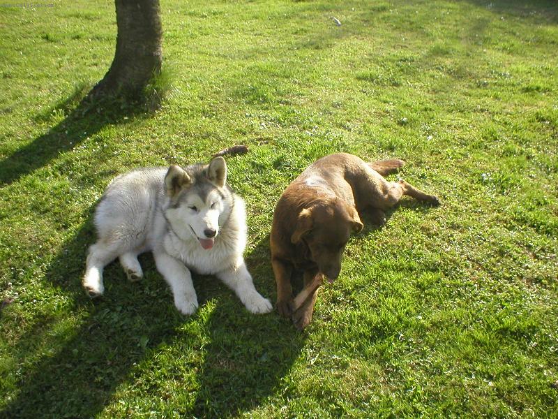 Foto: Akki a Diana-odpočinek po divokých hrách