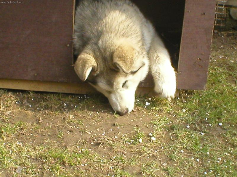 Foto: Akki-to jsem se zas unavila