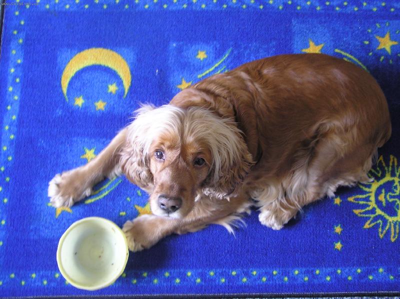 Foto: Dejte mi najííííst-Pejsek má hlad,tak si donesl mysku.