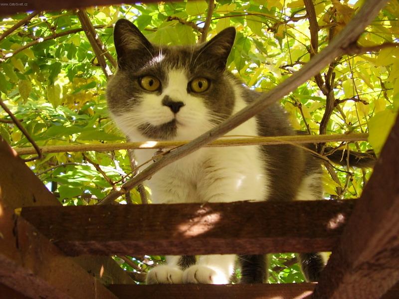 Foto: Týna v zahradě