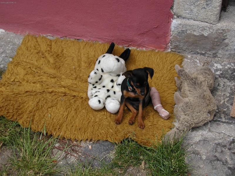 Foto:  smutný Matýsek-moc jsem skotačil a co teď???