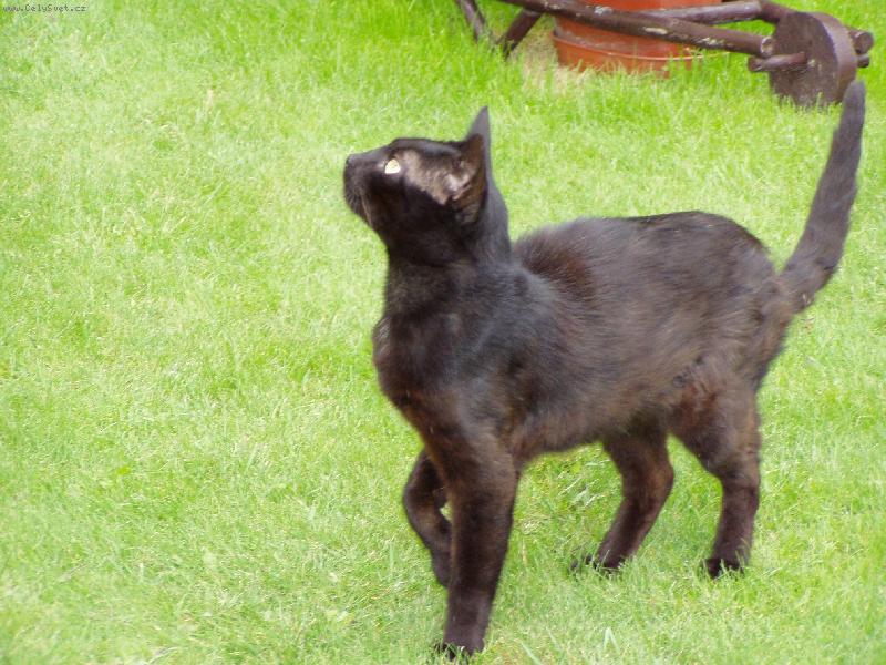 Foto: majdalfek-ja nejsem kůň, fakt.....