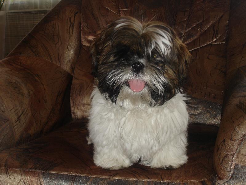 Foto: náš miláček-.....já nejsem plyšák