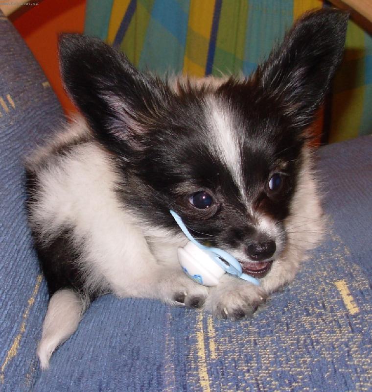 Foto: Cumelka-Amadeus..dvouměsíční štěňátko a cumelka