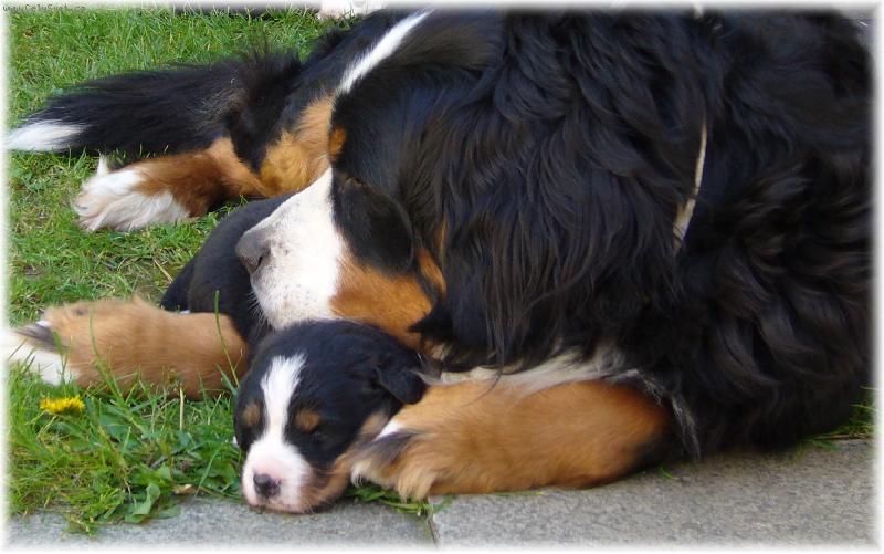 Foto: Amadeus s mamčou