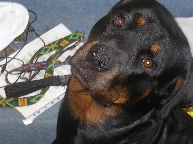 Foto: trhač Kamil:-)-Jsem osmdesátikilový miláček rodiny, spím v posteli a zloději by mě asi odnesli i s trezorem:-)