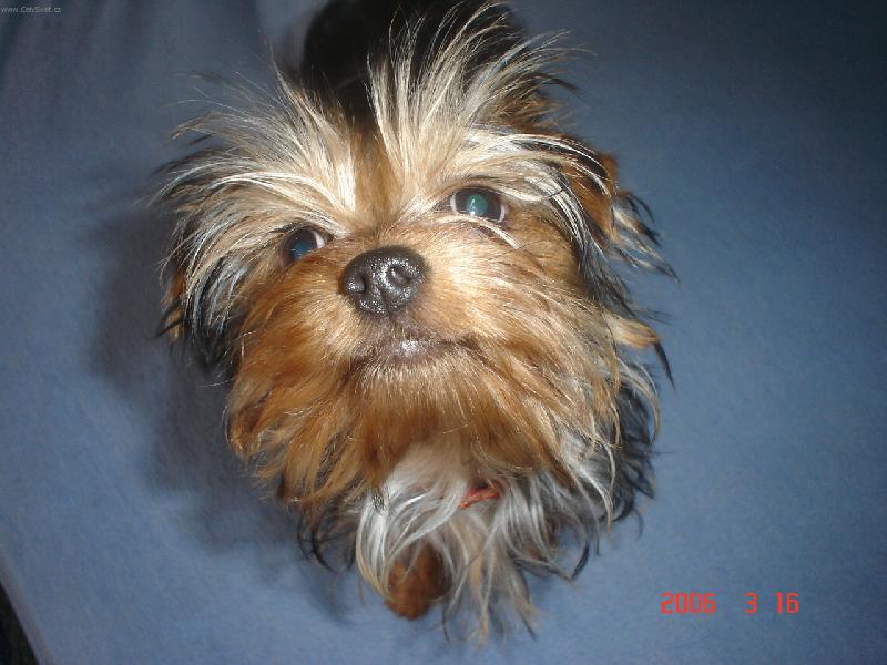 Foto: zvědavý mazlik