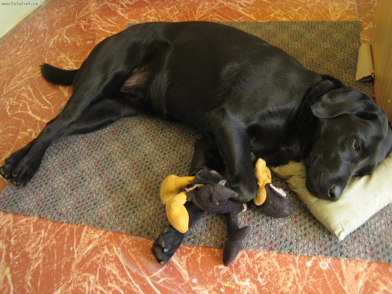 Foto: Tina-odpolední siesta