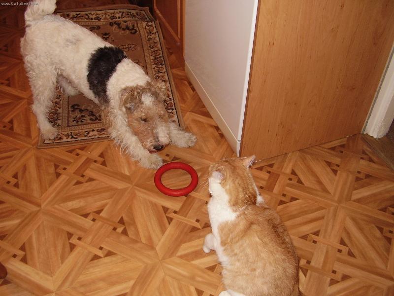 Foto: správná dvojka-...nenapřahuj!! Ten kroužek je můj!