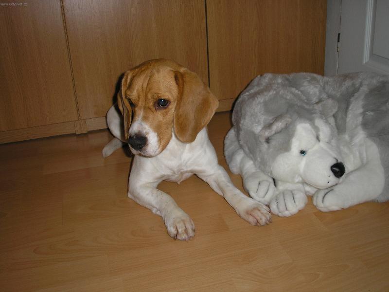 Foto: Naši dva hlídači-Jessinka a její nový kamarád