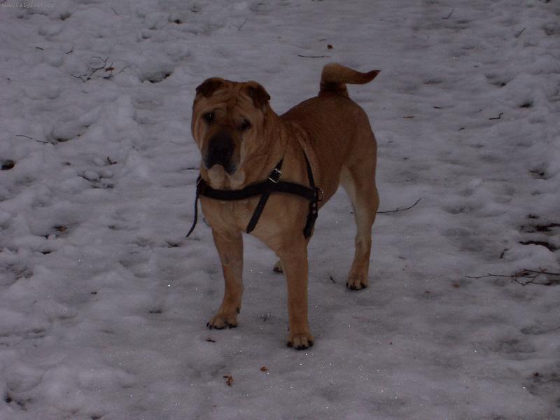 Foto: šarpejka Maxi