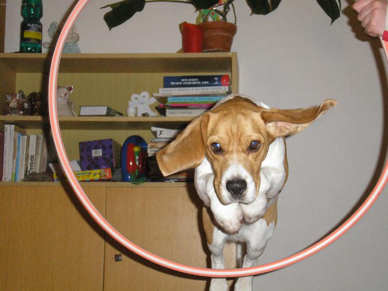 Foto: Letím!!!!-...co bych neudělala pro piškotek!?