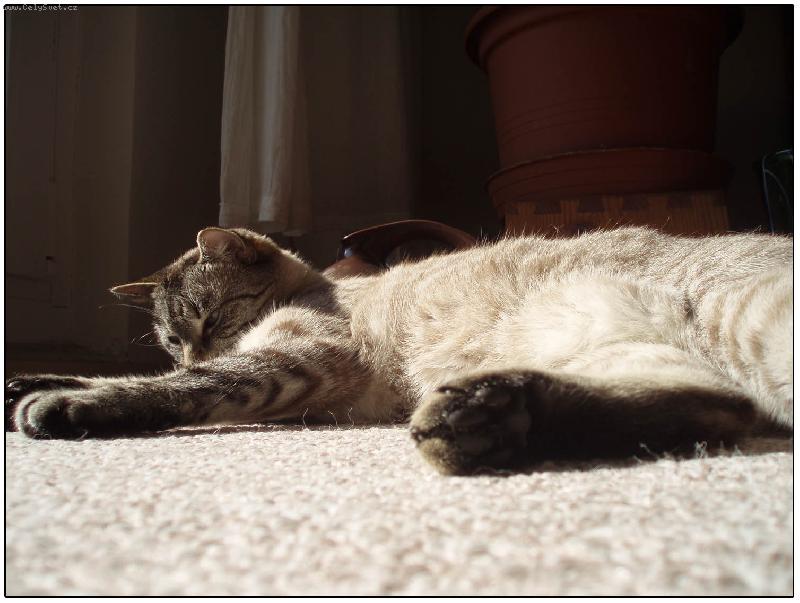 Foto: Na Sluníčku-Macíček se vyhřejvá:)