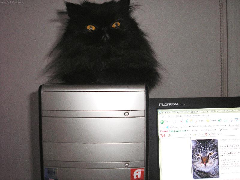 Foto: vyhraju nějakou mlsku?-kocour Capuccino na PC, ale jinak