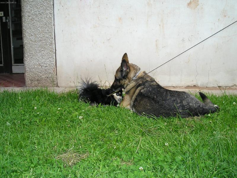 Foto: Velká láska-Náš mazel a jeho velká láska