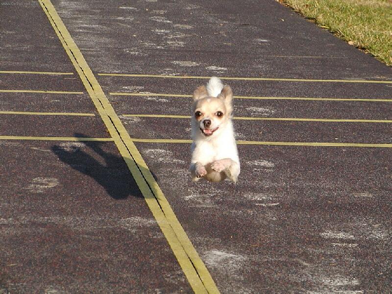 Foto: Kdyš se mi chce, můžu i letět.-Opravdu vydařený snímek, ani jedna tlapka se nedotýká země.