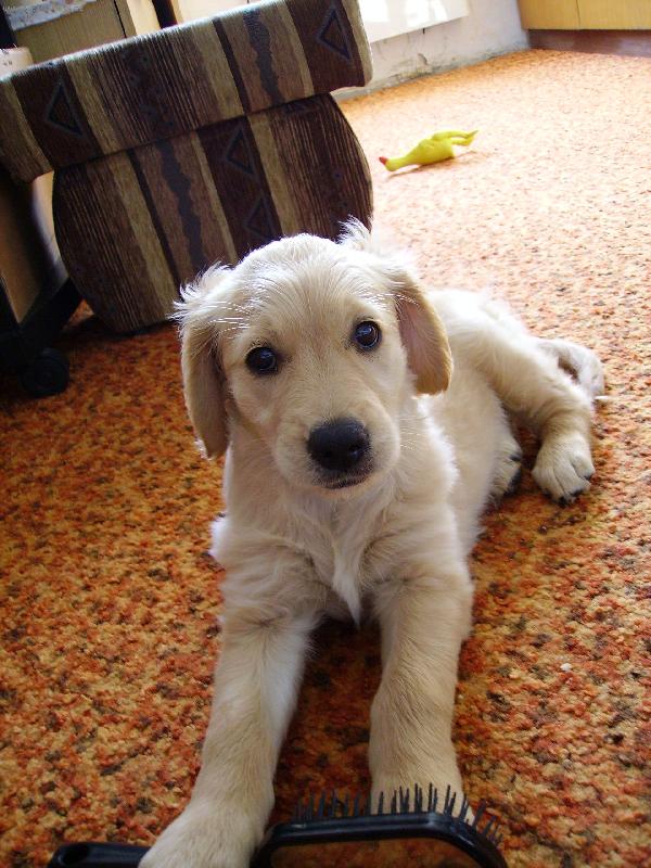 Foto: První den v novém domově-Tak vysmatě vypadala Angie když jsme jí přivezli domů