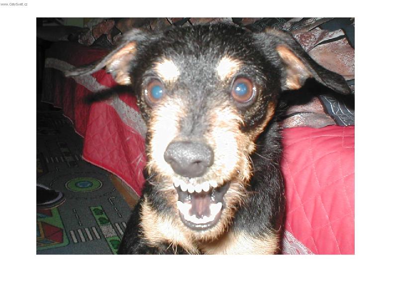 Foto: s úsměvem de včechno líp