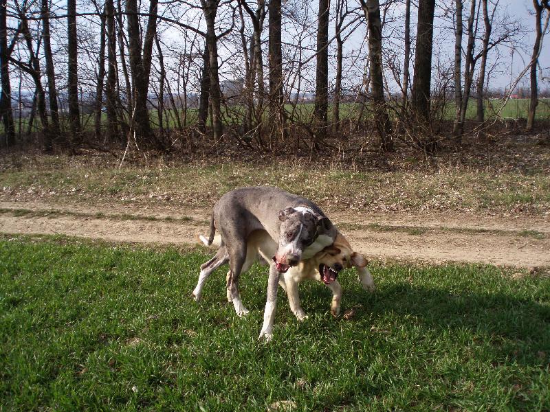 Foto: Boska a Badd-Neboj Boska,dostanu Tě do bezpečí!!:-))