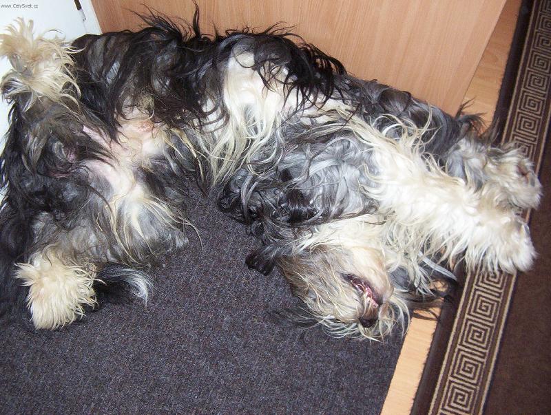 Foto: Moje spaní-Takhle spinkám a ještě u toho chrápu :o)