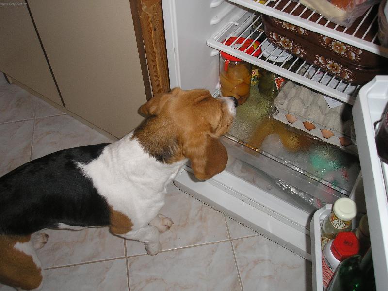 Foto: Mňam mňam...-Tak čtyři klobásky, šunčičku a zajím to dortíčkem